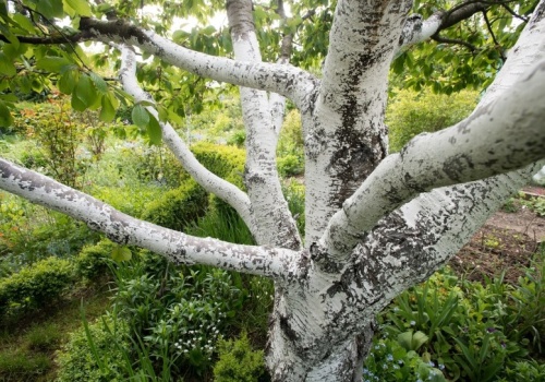 ​Planowałeś wyciąć drzewo na działce? Teraz jest już za późno, a kary są surowe