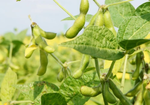 Soja bez chwastów od początku. Doglebowy herbicyd z rozszerzoną etykietą