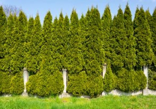 Jak wysokie mogą być tuje? W tej sytuacji sąsiad może iść do sądu