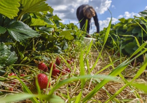 Śnieg uratował kaszubskie truskawki przed mrozem. Ekspertka wyjaśnia, co z plonami i ceną