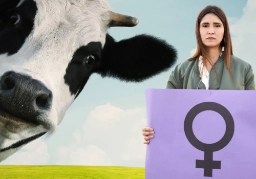 Dzień Kobiet, a feministki ubolewają nad losem krów. Grzmią o 