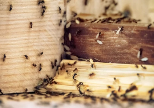 Gdy mrówki wybierają doniczkę, coś jest nie tak z ziemią