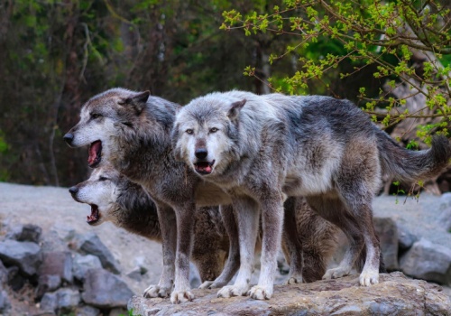 Niemcy zezwalają na odstrzał wilków. A rolnicy mogą bronić swoich stad