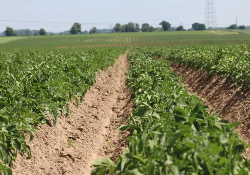 Zaraza i alternarioza ziemniaka: kiedy i jak skutecznie chronić plantacje?