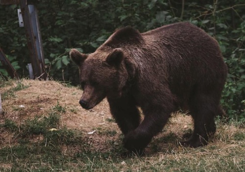 Atak niedźwiedzia w Bieszczadach. 53-latek odniósł liczne obrażenia