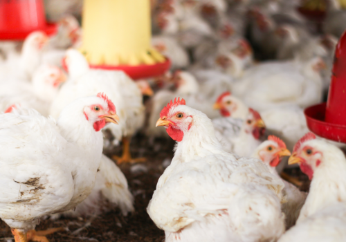 Polska branża drobiarska zagrożona? Umowa z Mercosur budzi poważne obawy