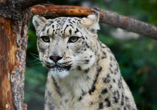 Suri zwyciężczynią na Zwierzaka Miesiąca Warszawskiego ZOO