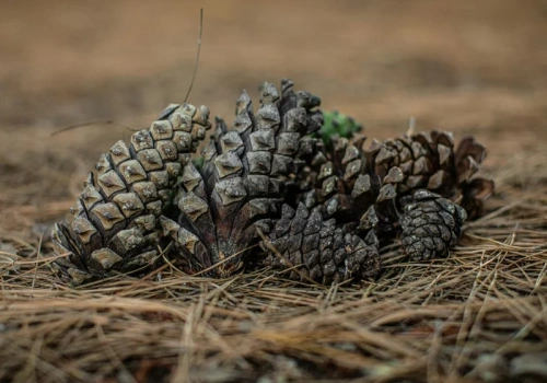 Tragedia przy zbiorze szyszek w Józefowie. Jedna osoba nie żyje, druga walczy o życie
