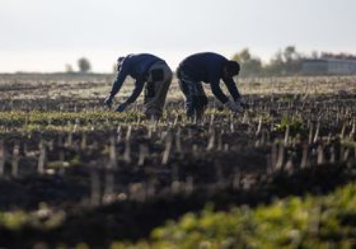 Polscy rolnicy walczą o pracownika z Niemcami. Oto stawki za szparagi