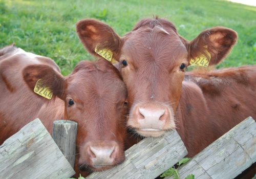 Masz dobrostan zwierząt? Pilnuj terminów – inaczej stracisz część dopłat