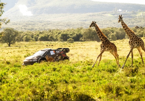 5 powodów, dla których warto oglądać Rajd Safari na żywo w Motowizji