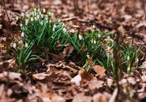 Koniec zimy w obiektywie – jak uchwycić magię przełomu sezonów