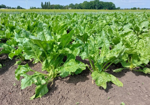 Groźny szkodnik atakuje buraki. Rolnicy ponoszą straty, pomocy brak