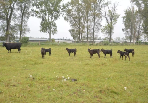 Pomniejszenie płatności dobrostanowej lub brak wypłaty: 7 dni na uzupełnienie dokumentów!