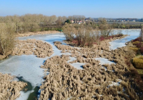 Jeziorko Powsinkowskie zarasta. „Trudno dostrzec taflę wody”. Walczą o ratunek dla starorzecza Wisły