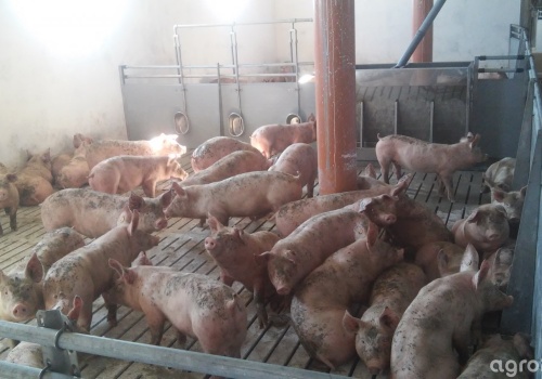 Ceny tuczników rosną. W Polsce nawet 7,20 zł za kg