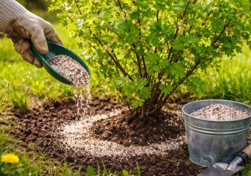 Rozsyp to koniecznie. Twoja tajna broń na obfity i słodki agrest