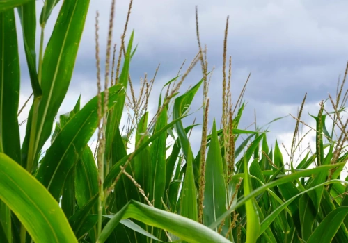 Kukurydza zamiast uszkodzonych ozimin? Areał zasiewów może przekroczyć 2 mln ha w 2026 roku