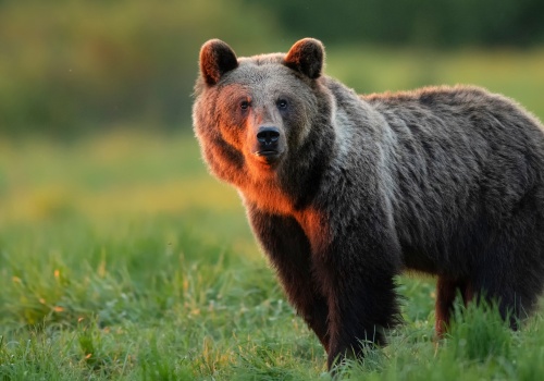 Atak niedźwiedzia na mężczyznę w Bieszczadach. Ministerstwo zabiera głos