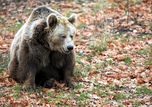 Niedźwiedź zaatakował mężczyznę w Bieszczadach. MKiŚ wdraża specjalny plan