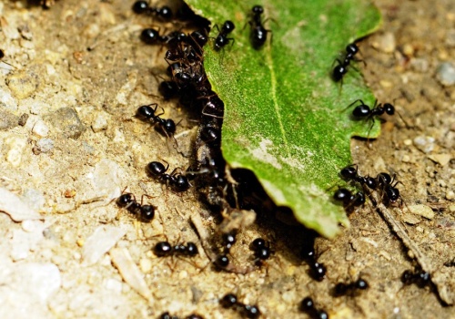 W ogrodzie na wiosnę zaroiło się od mrówek? Wlej to do gniazda, a problem rozwiąże się sam