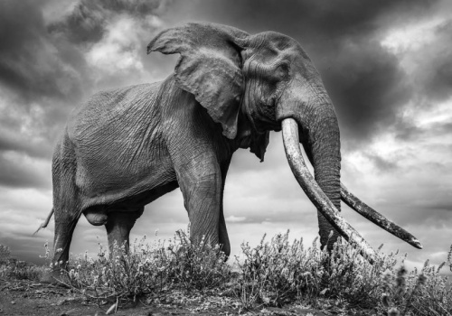 Craig – pomnik udanej ochrony słoni