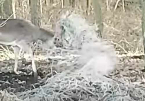 Dramat daniela w Daninowie. Tym kończy się zostawianie śmieci w lesie