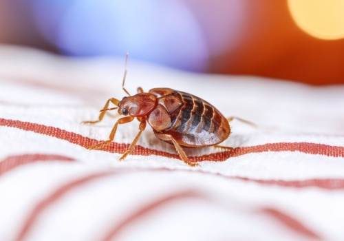 ​Czujesz ten zapach w mieszkaniu? Uważaj, to może oznaczać, że masz pluskwy