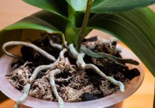 Tajemniczy trik z ziemniakiem. Pobudzi storczyki do kwitnienia