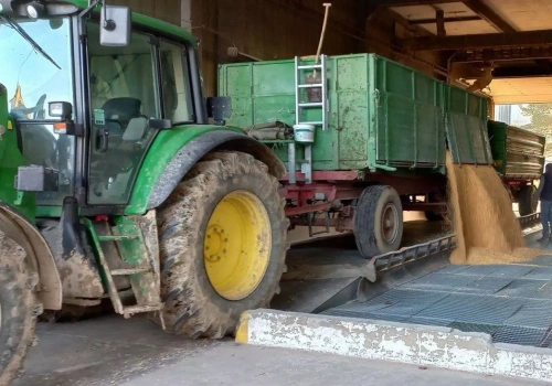 Pszenica najdroższa od czerwca, rzepak wystrzelił. Jakie są ceny zbóż i rzepaku w Polsce?