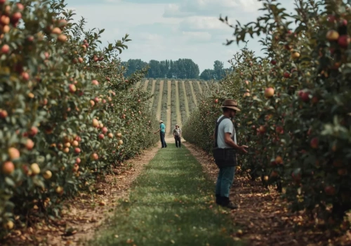 Pomocnicy z Ukrainy mogą pracować w gospodarstwach dłużej. Do kiedy obowiązują nowe przepisy?