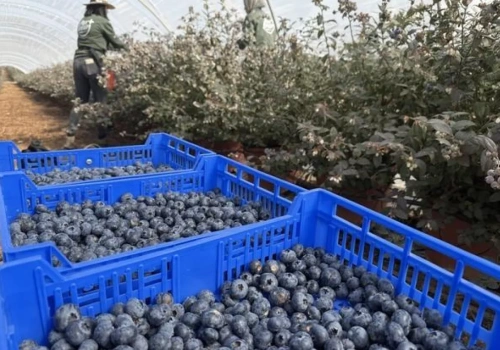 Deszczowy początek sezonu borówkowego 2026 w Huelvie. Jak utrzymać jakość w trudnych warunkach?