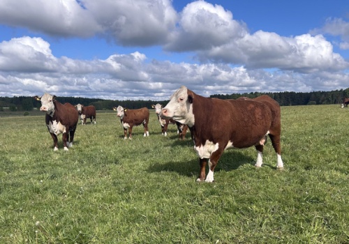 Nowe ogniska BTV w Polsce, a od 16 lipca 2026 choroba w nowej klasyfikacji