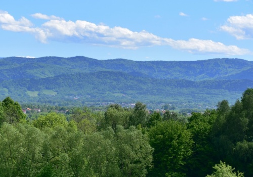 Udało się wywalczyć coś dla przyrody. Aktywiści wygrali z leśnikami