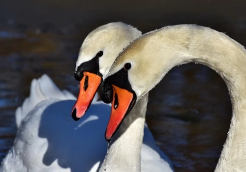 Czy wiesz że … w świecie zwierząt leśnych trwałe pary nie są regułą?