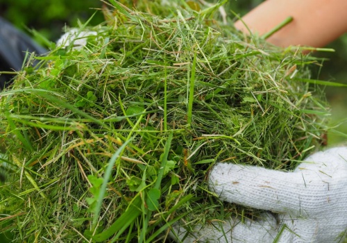 Kiedy pierwszy raz kosić trawę? Zanim uruchomisz kosiarkę, sprawdź 3 rzeczy w ogrodzie