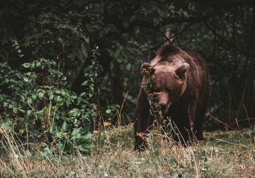 Już 13 przypadków zdarzeń z niedźwiedziami. I to w jednej gminie na Podkarpaciu