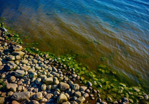 Glony morskie i trociny mogą być narzędziem walki ze skażeniem środowiska