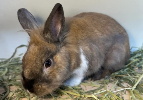 Kolejny królik czeka na nowy dom. Zostawiono go w oknie życia