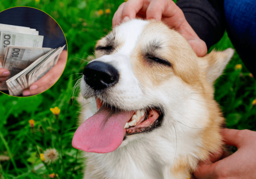 Nietypowa ulga podatkowa dla właścicieli psów. Fiskus potwierdził możliwość odliczenia podatku