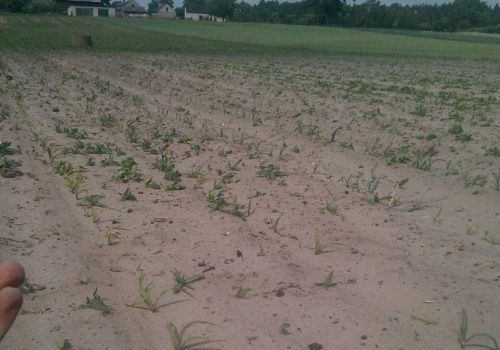 Monitoring suszy rolniczej przez cały rok – postuluje KRIR. Ministerstwo nie daje wątpliwości