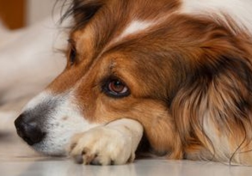 Tak płacze pies. Lekarka weterynarii tłumaczy, jak to poznać