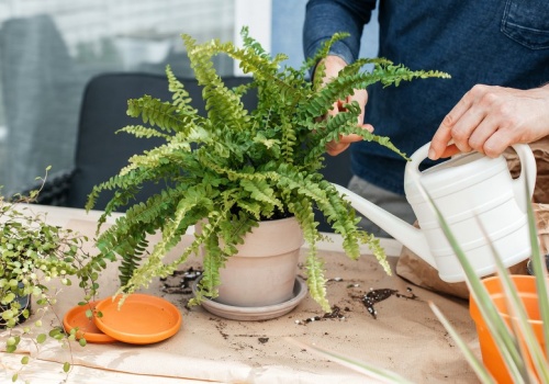 Paprotka marnieje po zimie? Podlej ją tym, a stanie na nogi