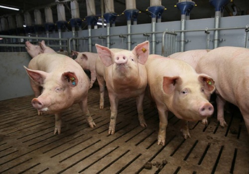 Koniec z importem warchlaków z Danii? Rośnie presja organizacji społecznych