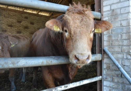 Duży spadek cen bydła! Nawet 500 zł mniej za sztukę. Jakie stawki 10.03.2026?