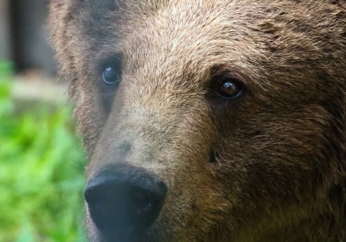 Zwierzęca miss lutego. Zwyciężyła niedźwiedzica Sabina