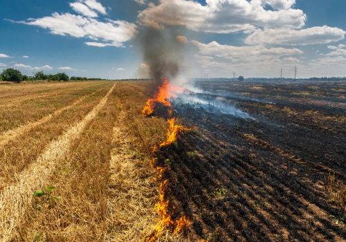 Można stracić całkowicie dopłaty! Wypalanie traw może sporo kosztować