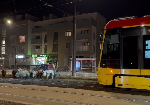 Dziki wyszły do centrum Miasteczka Wilanów i... zablokowały ruch tramwajowy