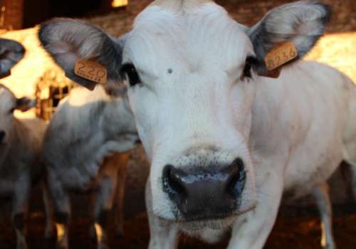 Ceny bydła lecą w dół. Przeceny sięgają 2 zł na kg