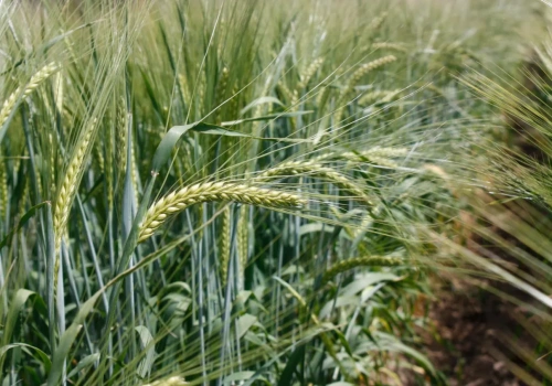 Optymalny siew jęczmienia jarego. Kiedy siać, by uzyskać najlepsze plony?